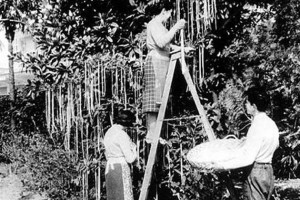 1 Aprilie ziua-pacalelilor